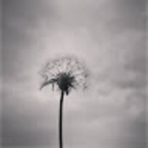 Meet your Posher, Carmen